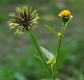 Picão preto